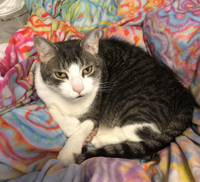 oreo